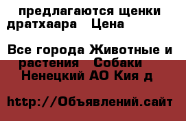 предлагаются щенки дратхаара › Цена ­ 20 000 - Все города Животные и растения » Собаки   . Ненецкий АО,Кия д.